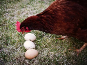 chicken counting eggs